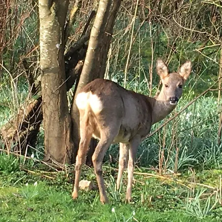 Poppelgaarden Rømø Hostel
